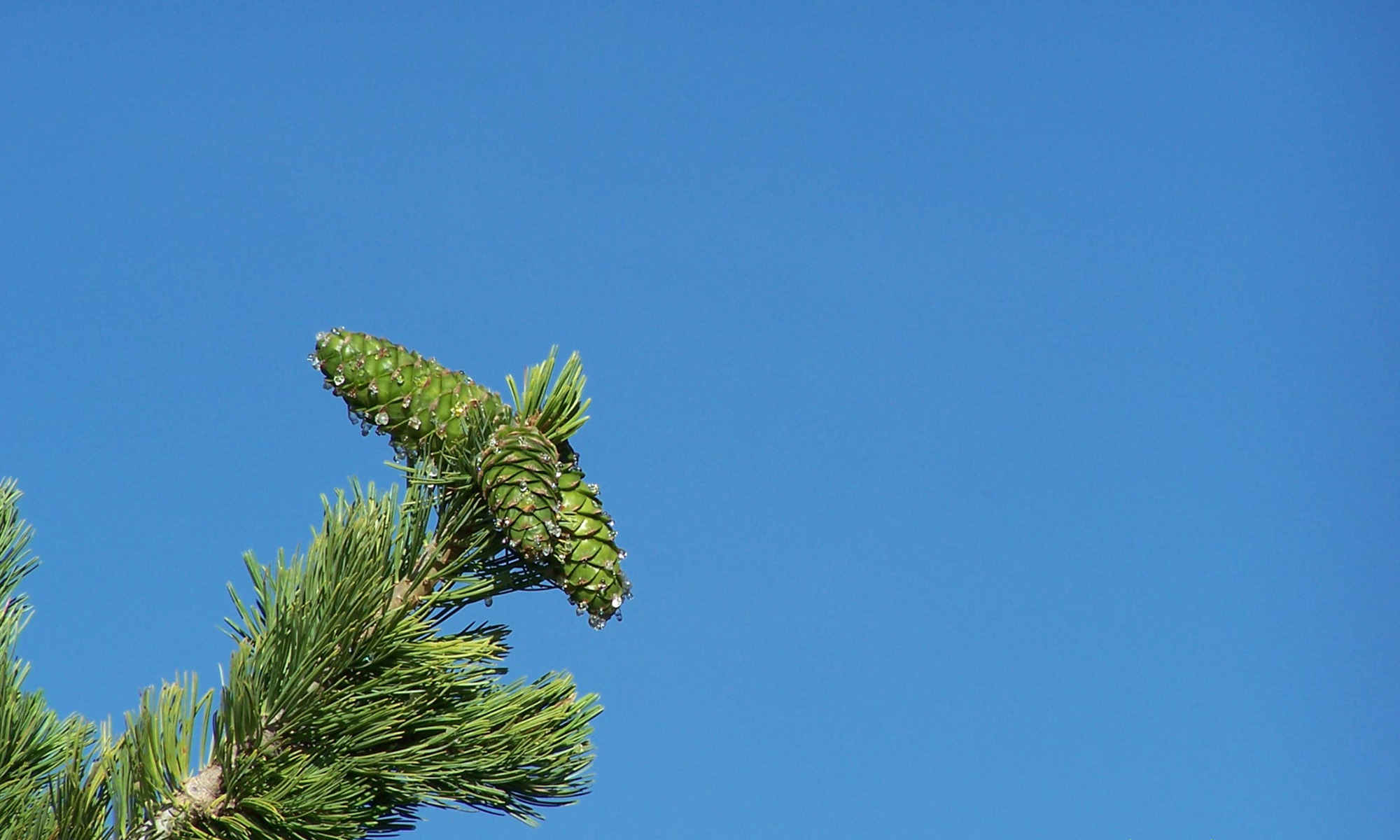 Sap drips from the cones of a limber pine. – Forest Ridge Homeowners ...