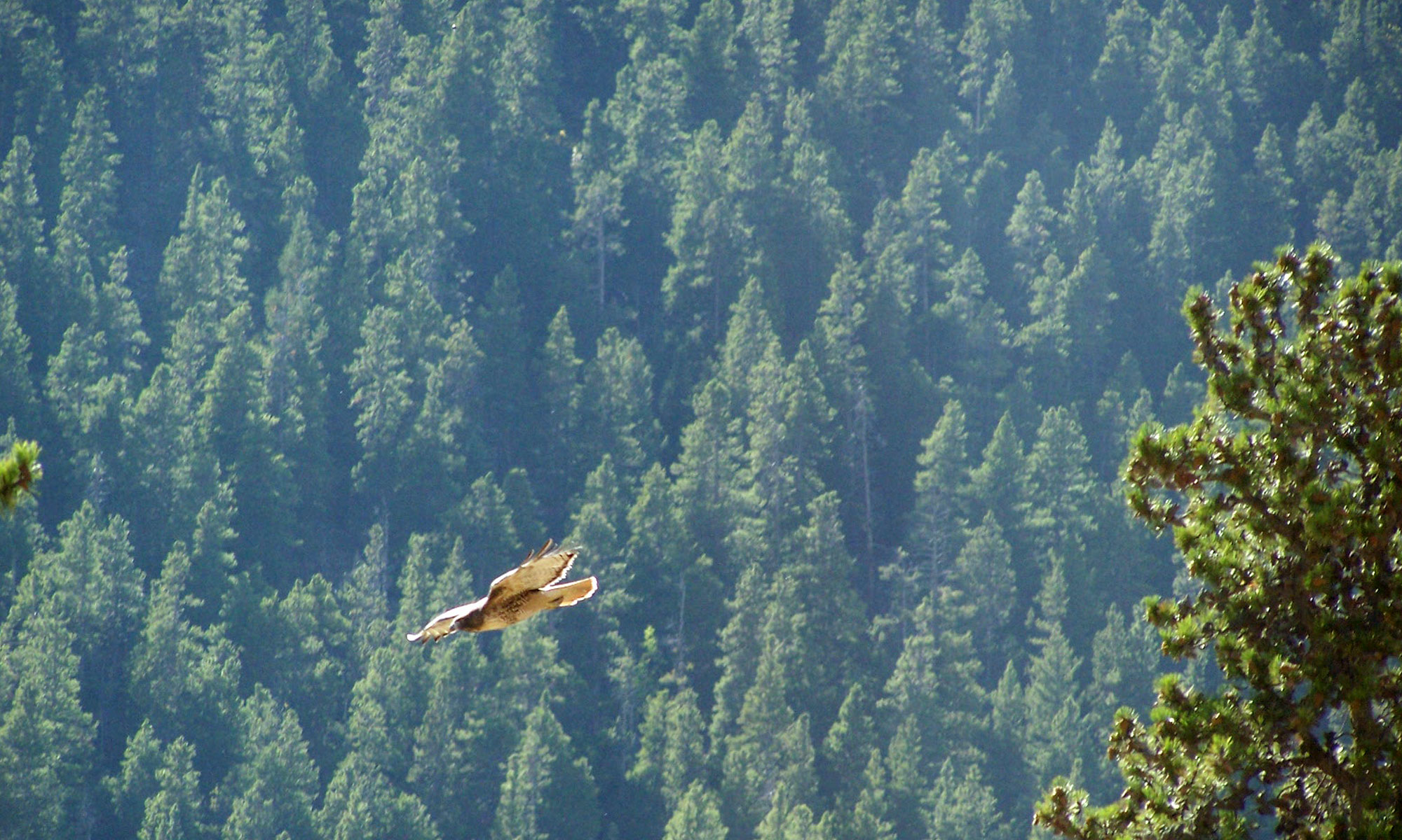 Red-tailed hawk soars over Deer Creek Valley