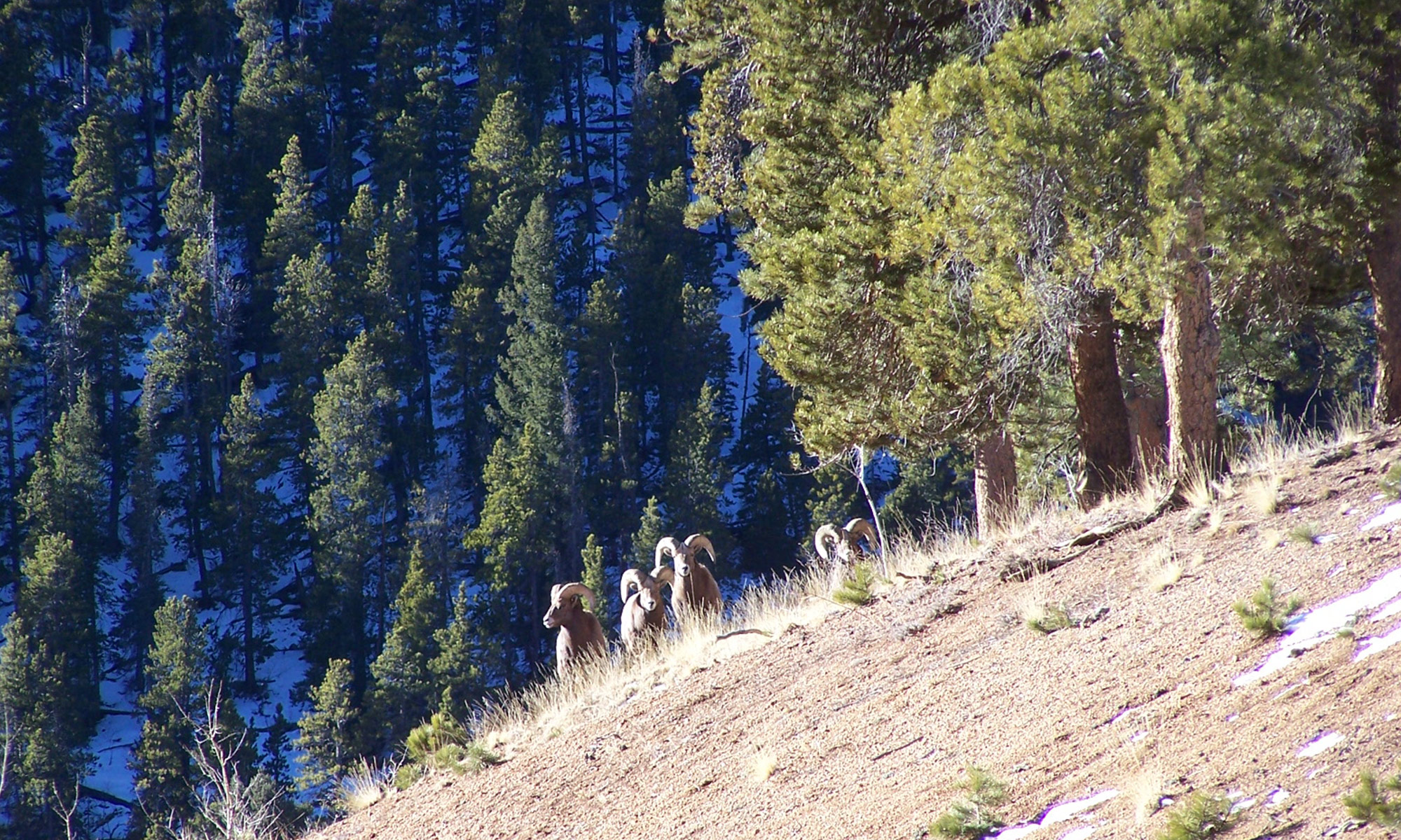 Bighorn mini-herd